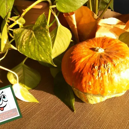 Monolocale דירה ברדולינו